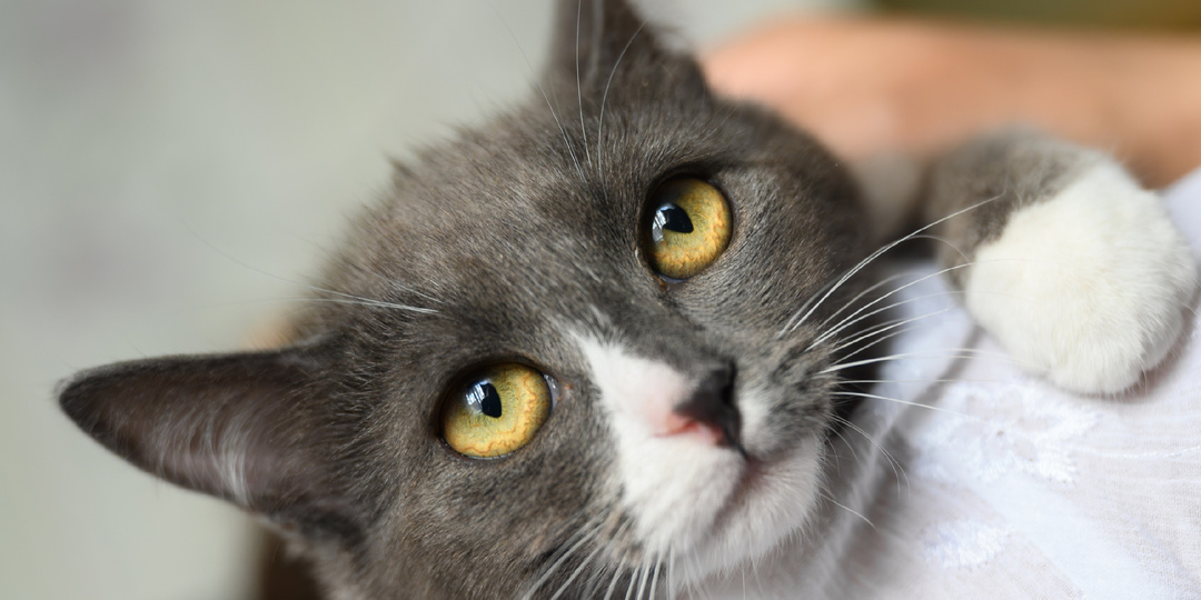 Ася и Аделька, британские кошечки, ищут свою семью!