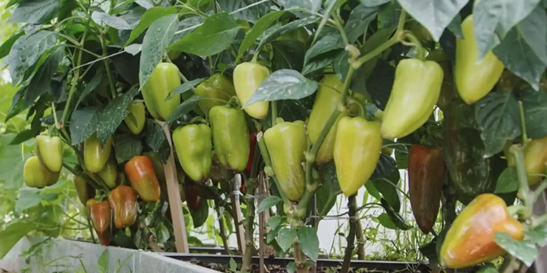 Перцы в тесноте: это миф или хитрый трюк для суперурожая
