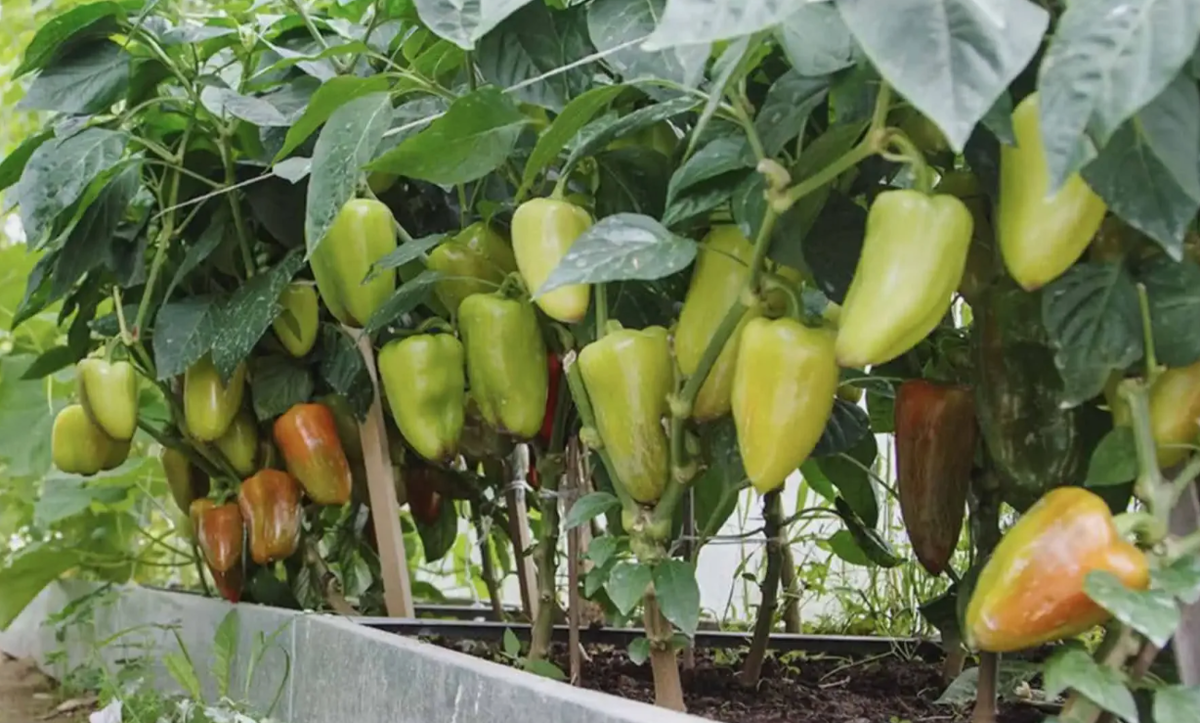 Перец сладкий Джемини f1