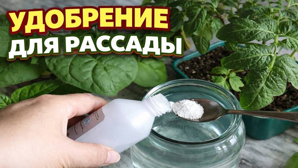🌱 Секрет мощной рассады: простая подкормка, которая возвращает зелёный цвет за пару дней