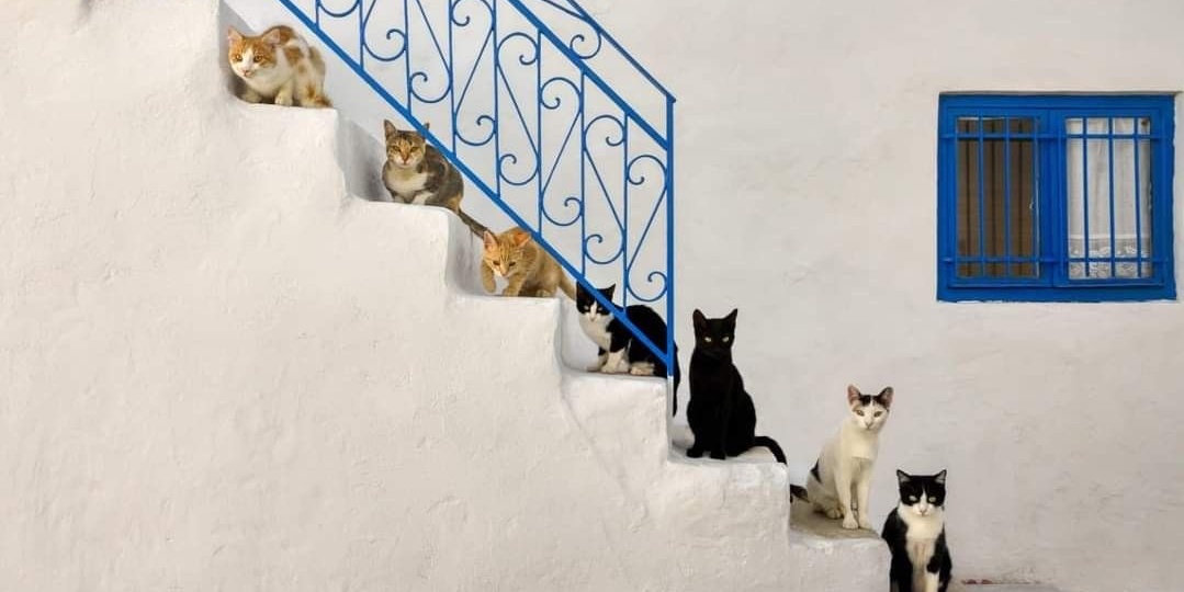 Известковая краска для фасада: натуральное решение с современными возможностями