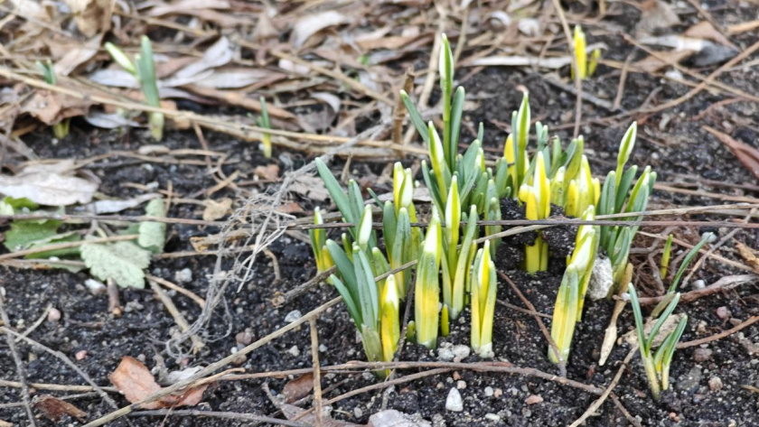    Первый городской канал Калининград