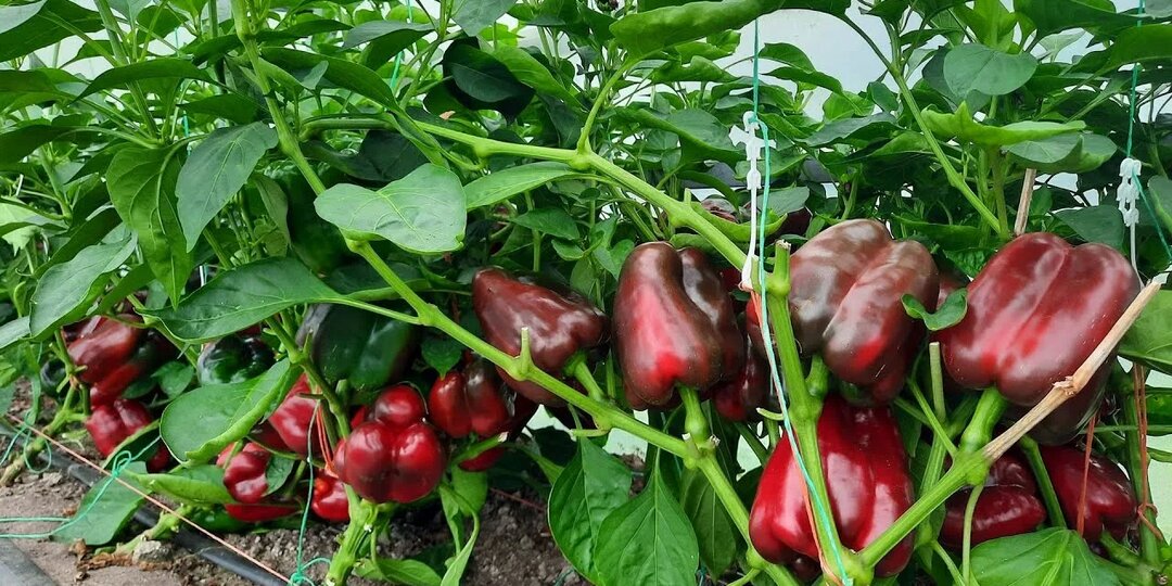 Секреты плодородной почвы: как сделать почву на грядке живой без дорогих удобрений и химии