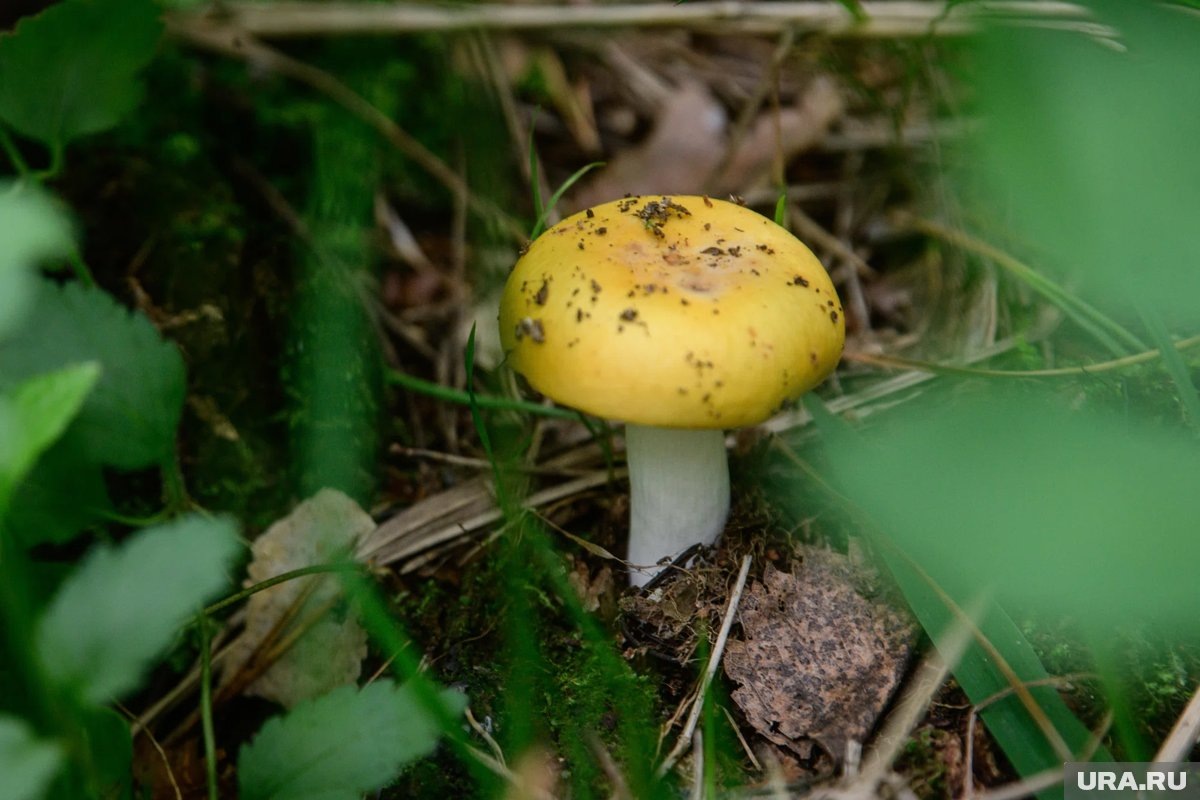    Весенний грибной сезон уже стартовал в нескольких регионах России