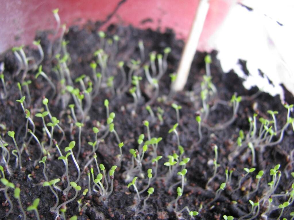 Всходы петунии Взято на просторах интернета.