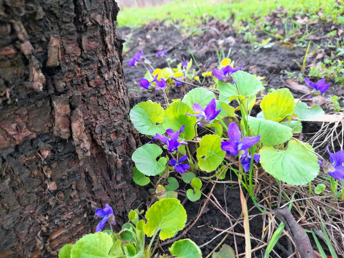 Около старой вишни-шпанки синеют понасеявшиеся фиалочки
