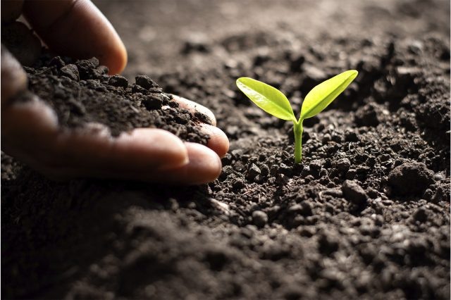 Плодородный гумус обеспечивает идеальную аэрацию и влагоемкость для юных проростков. Насыщенный темный цвет субстрата свидетельствует о высоком содержании гуминовых веществ, формирующих здоровую микрофлору и устойчивую экосистему  📷
