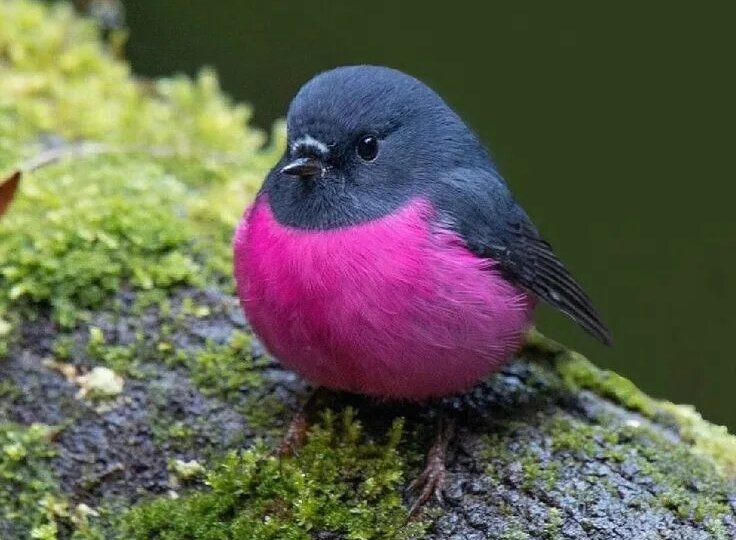 Малиновогрудая петроика