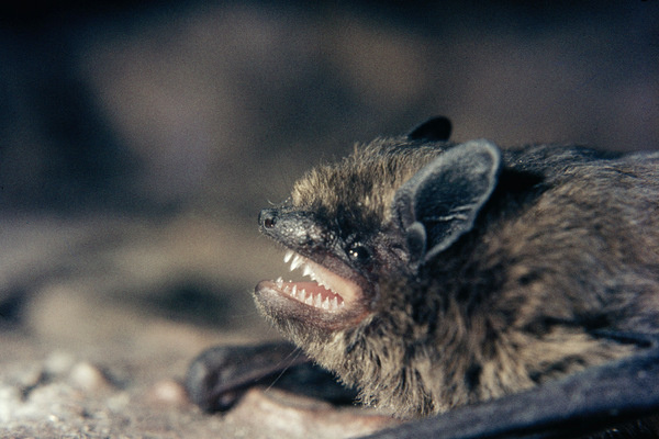 Это летучая мышь-нетопырь. Зачем она тут? Не стану скрывать, первое - атеистов позлить, а второе заставка статьи со зверушками больше привлекает читателей.