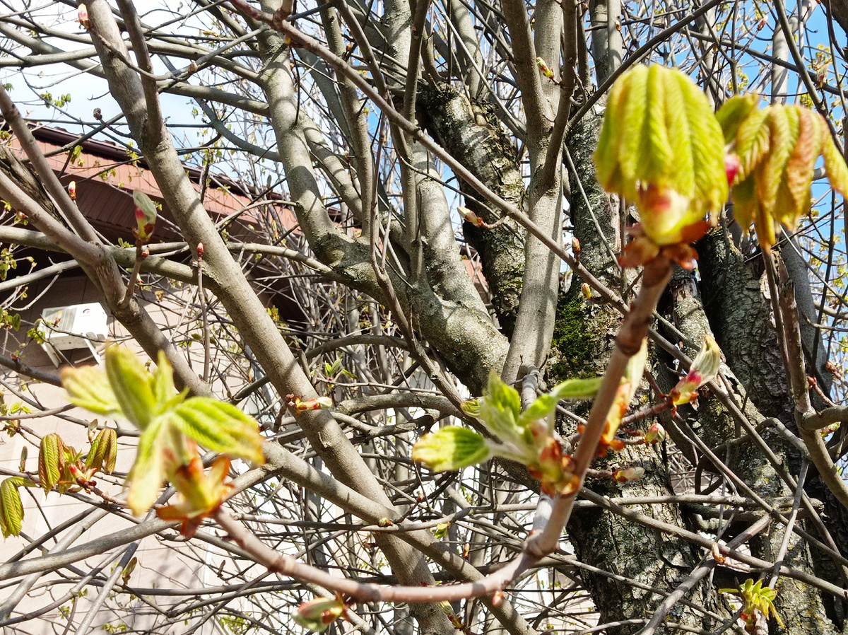 Природа тоже пробуждается после холодных дней марта и начала апреля