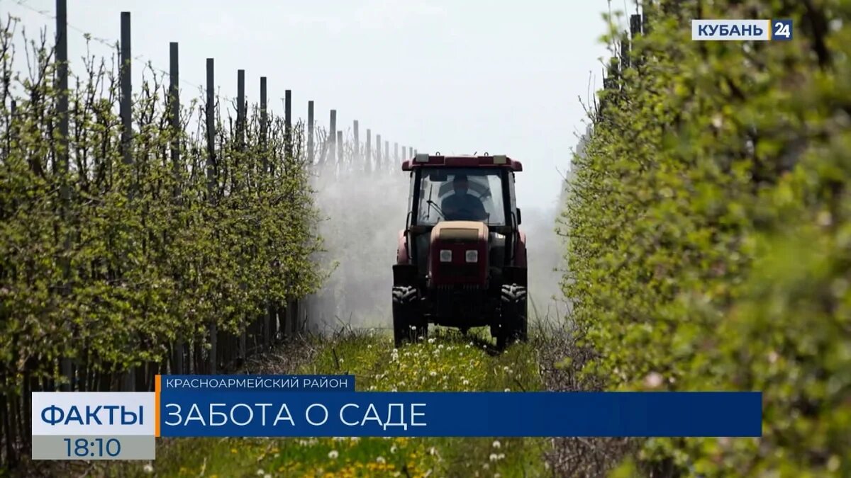    Скриншот видео телеканала «Кубань 24»