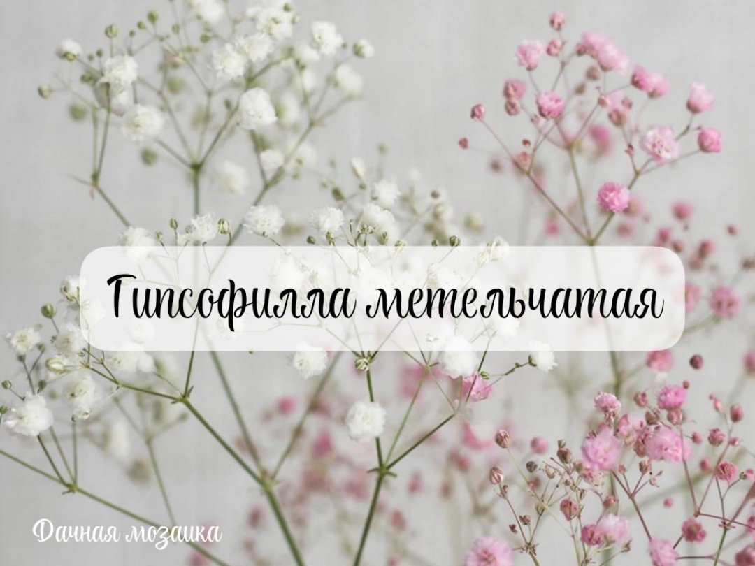 Фото создано с помощью giga.chat