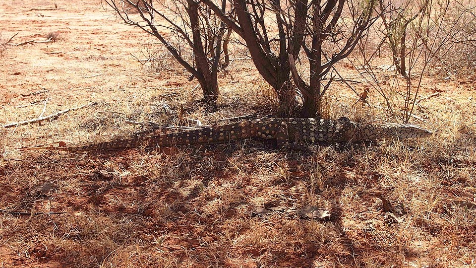 Перенти: Высший хищник Австралии. Варан-переросток убивает хвостом, ядом и скоростью