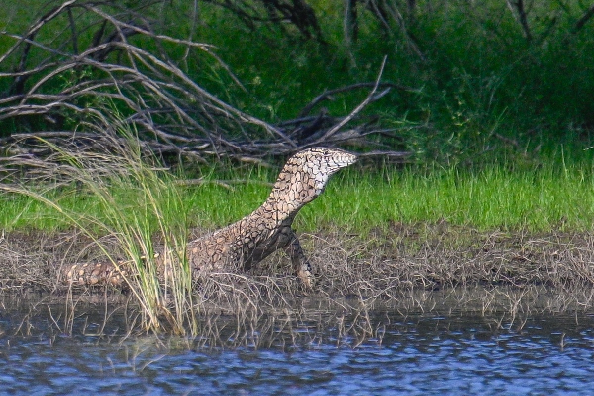 Обычная собака из Австралии...