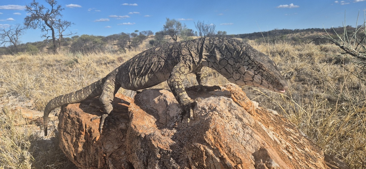 Профессиональный боец в лёгком весе. 