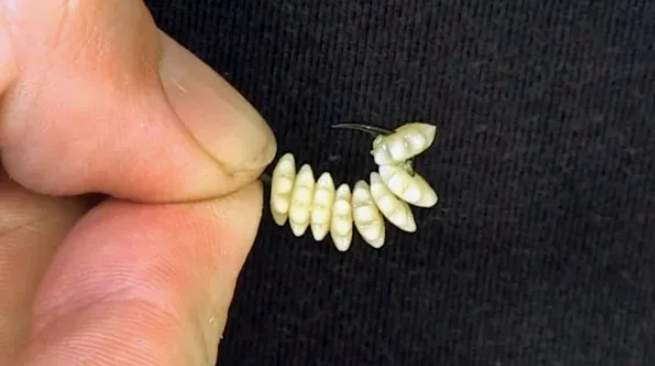 На эти макароны лещ клюёт без ума. Простой рецепт