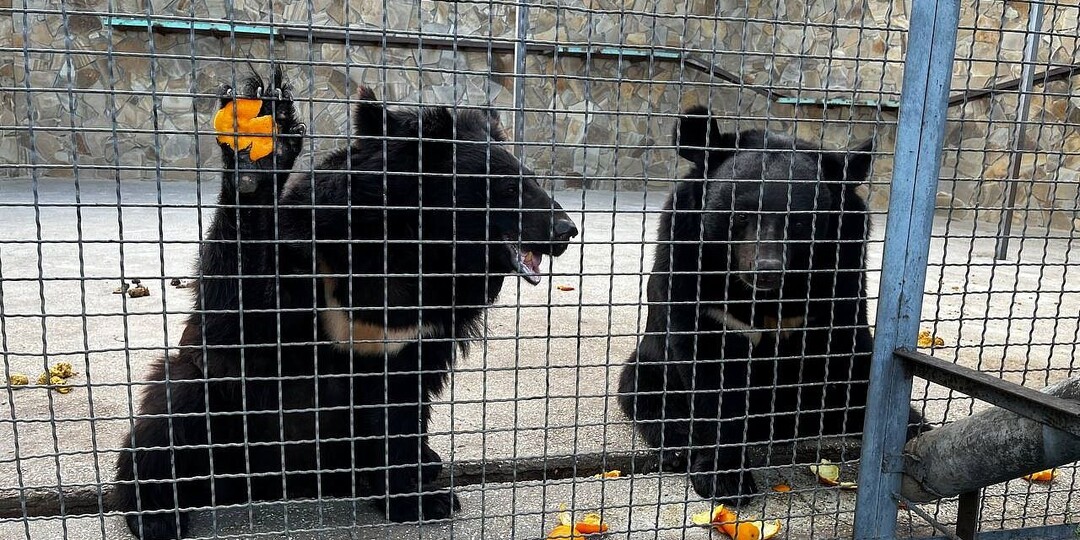 Дынька и Груша теперь живут вместе. Спасенную медведицу подселили к трехлапой косолапой в Северной Осетии