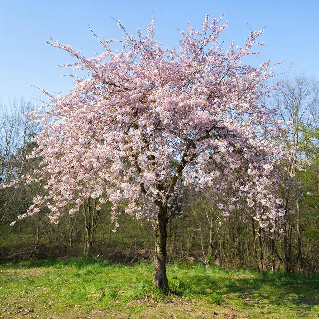 вишня весной