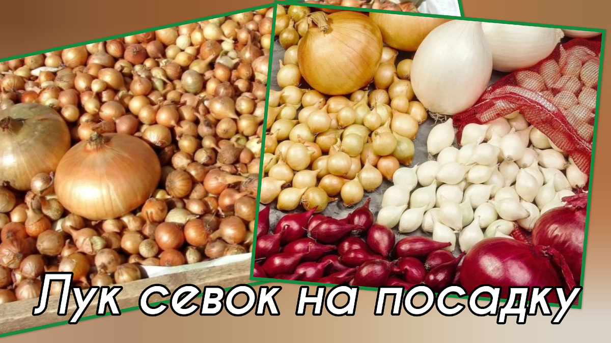 Лук- севок/коллаж автора статьи 