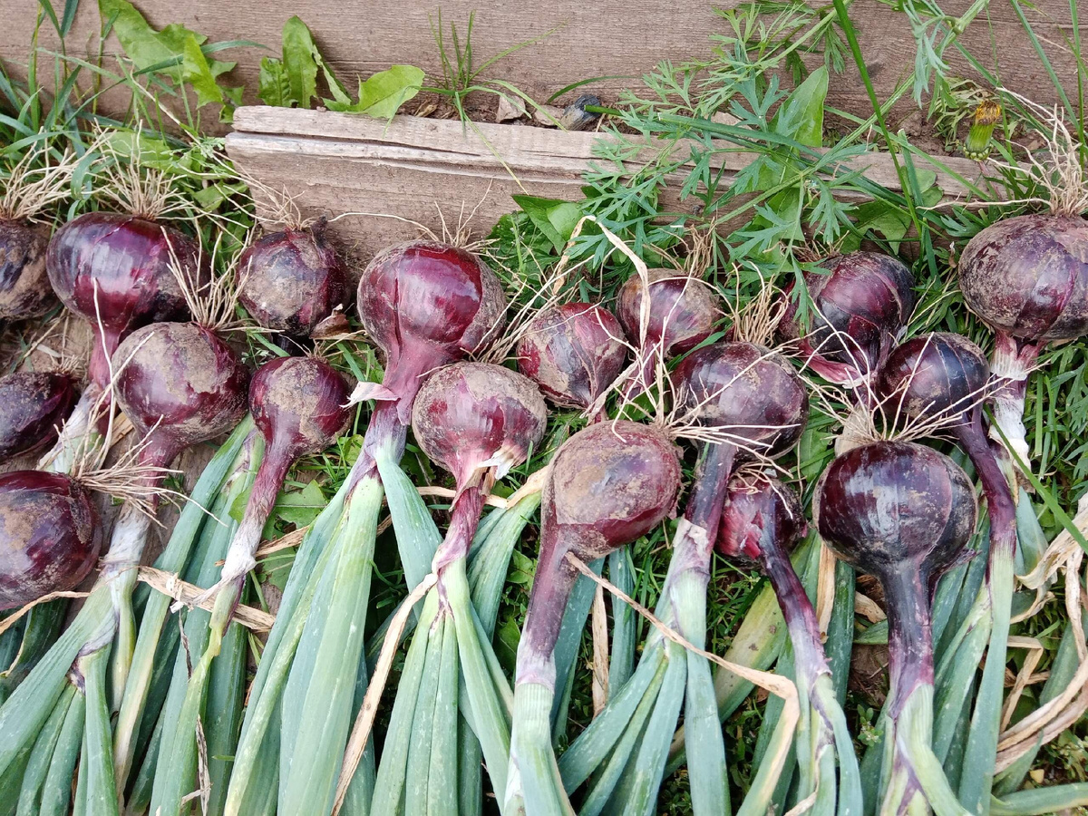 Лук уборка /фото автора статьи 