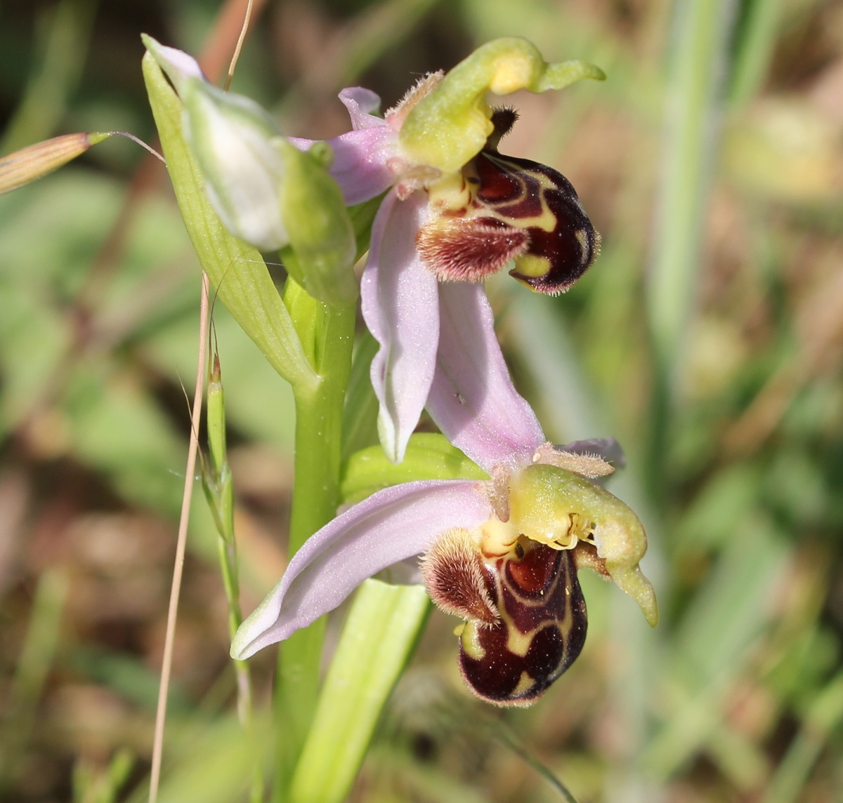 фото: wikimedia.org/Hüseyin Cahid Doğan/CC BY-SA 4.0  📷

