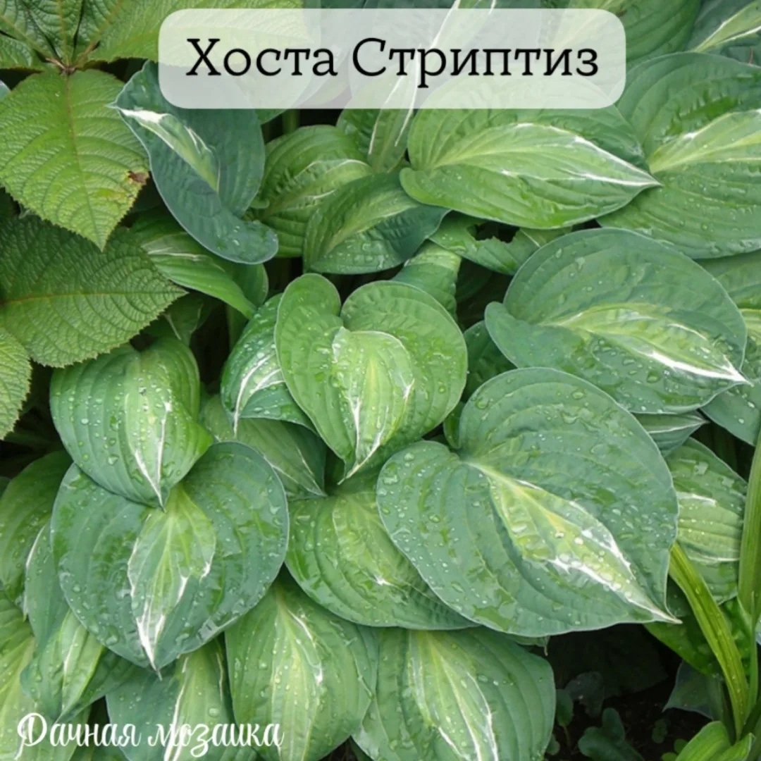 Хоста Стриптиз