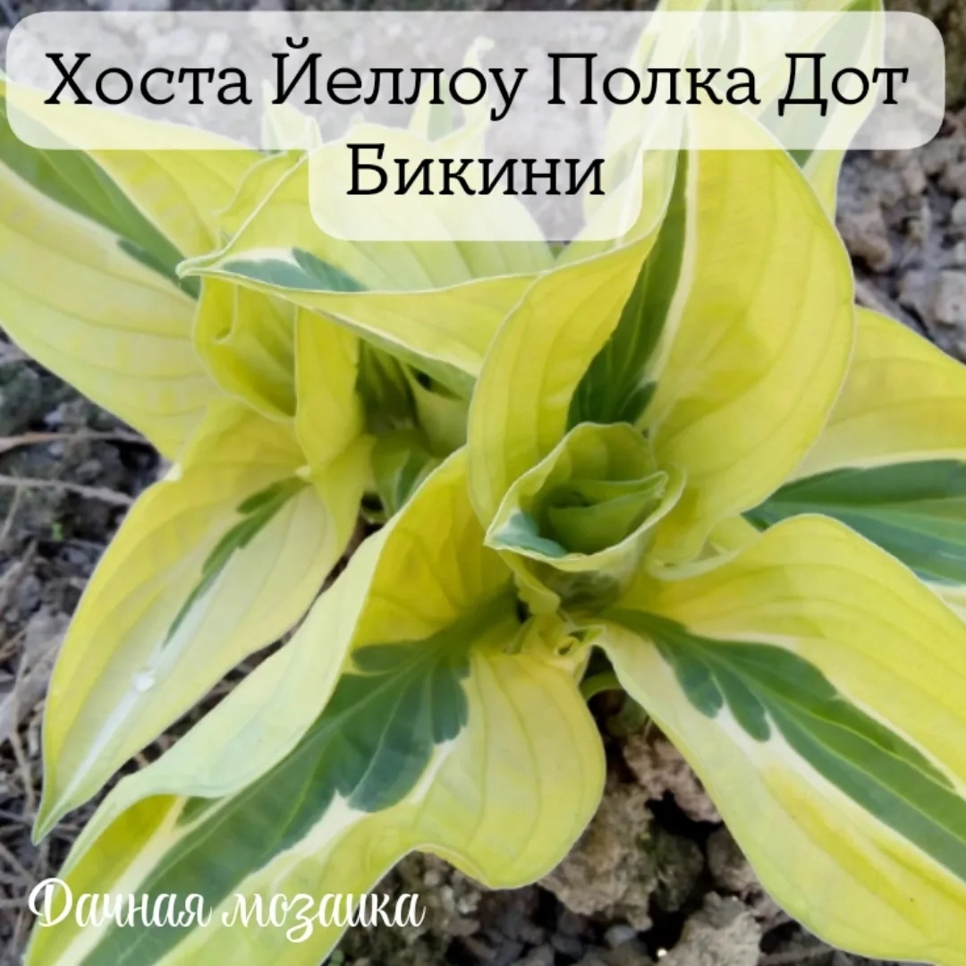 Хоста Йелоу Полка Дот Бикини