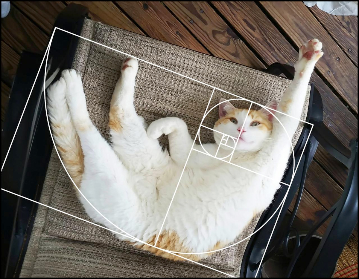 Золотое сечение - Красота – это математическая эффективность! А кот - Шикарен :)