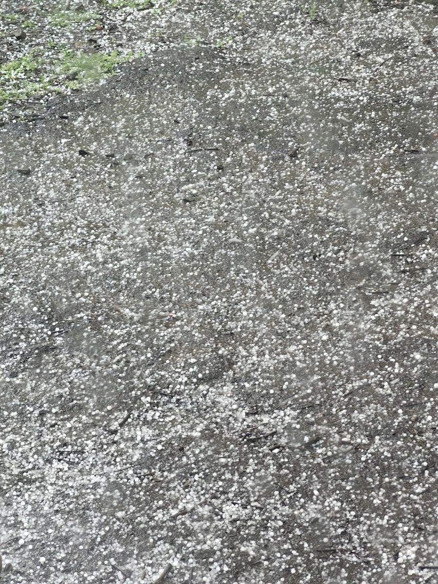 Не большой, но тюльпаны прилично помял. И оббил весь цвет с абрикос. 