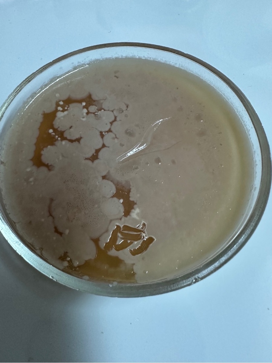 Штамм Propionibacterium freudenreichii — выращенный нами на специальной плотной среде в атмосфере углекислого газа.