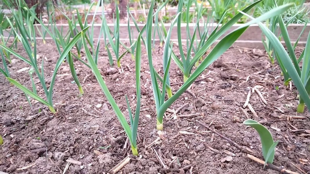 Первую подкормку чеснока проводят при появлении 3-5 листьев.