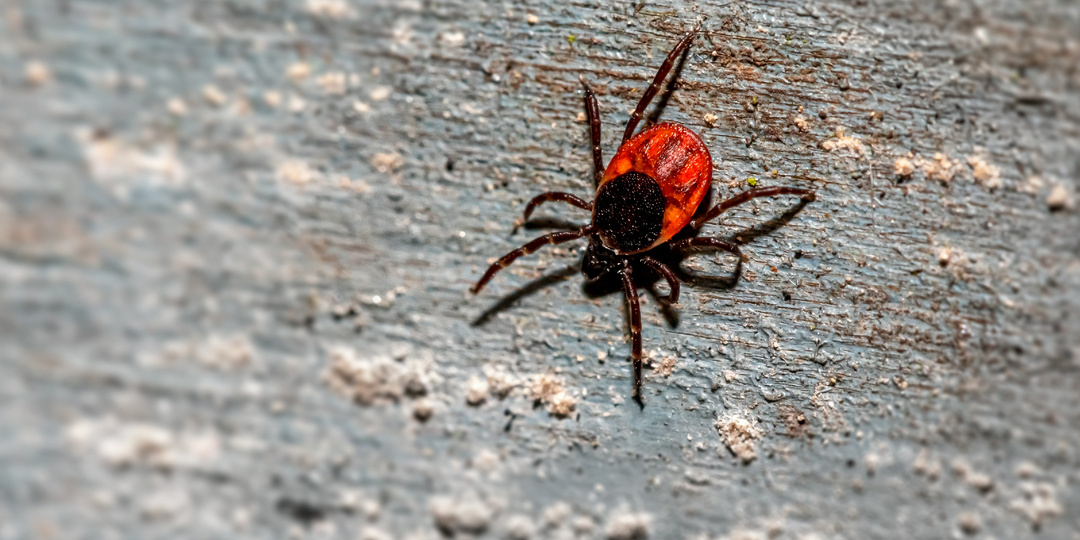 Обработка от клещей: Как советская борьба с клещами едва не уничтожила всю природу