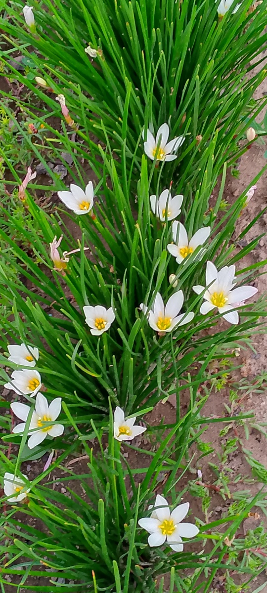 Милый цветок зефирантус,фото прошлого года