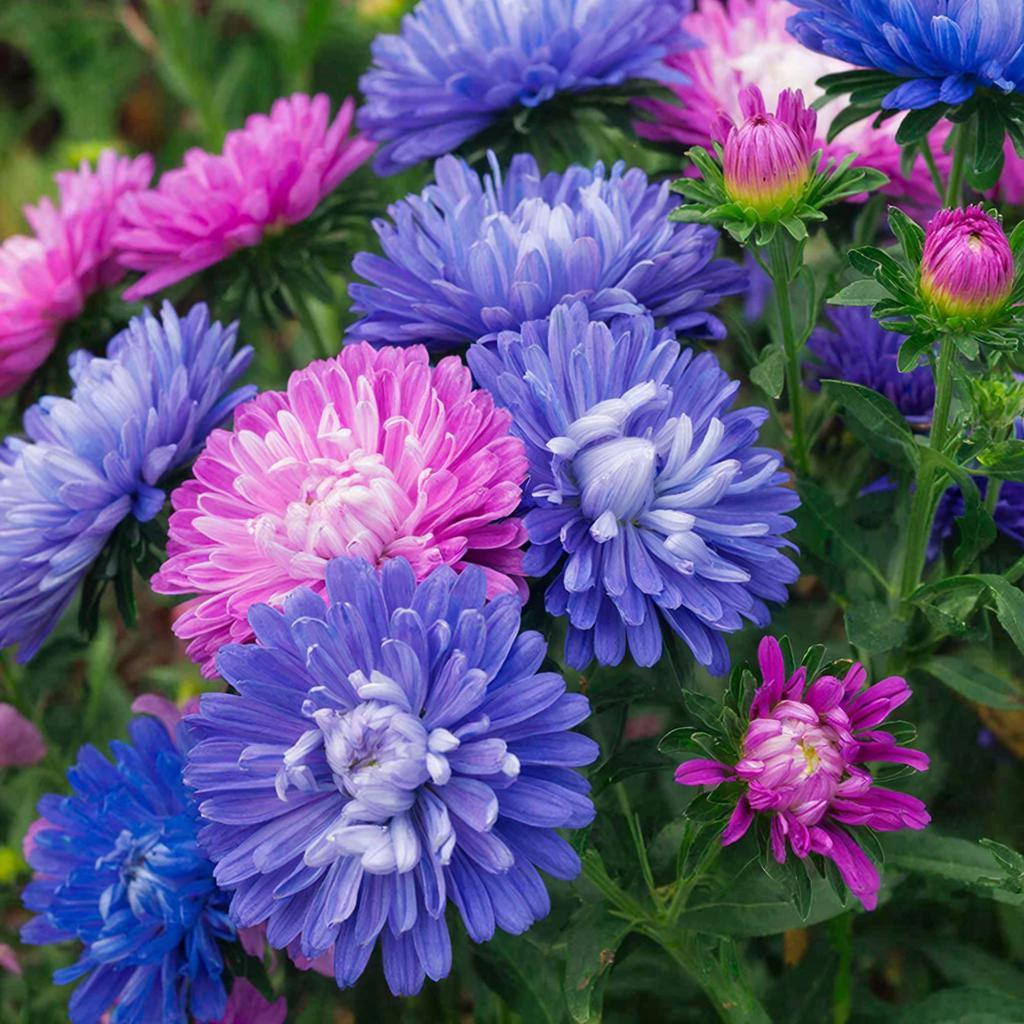 цветок Астра