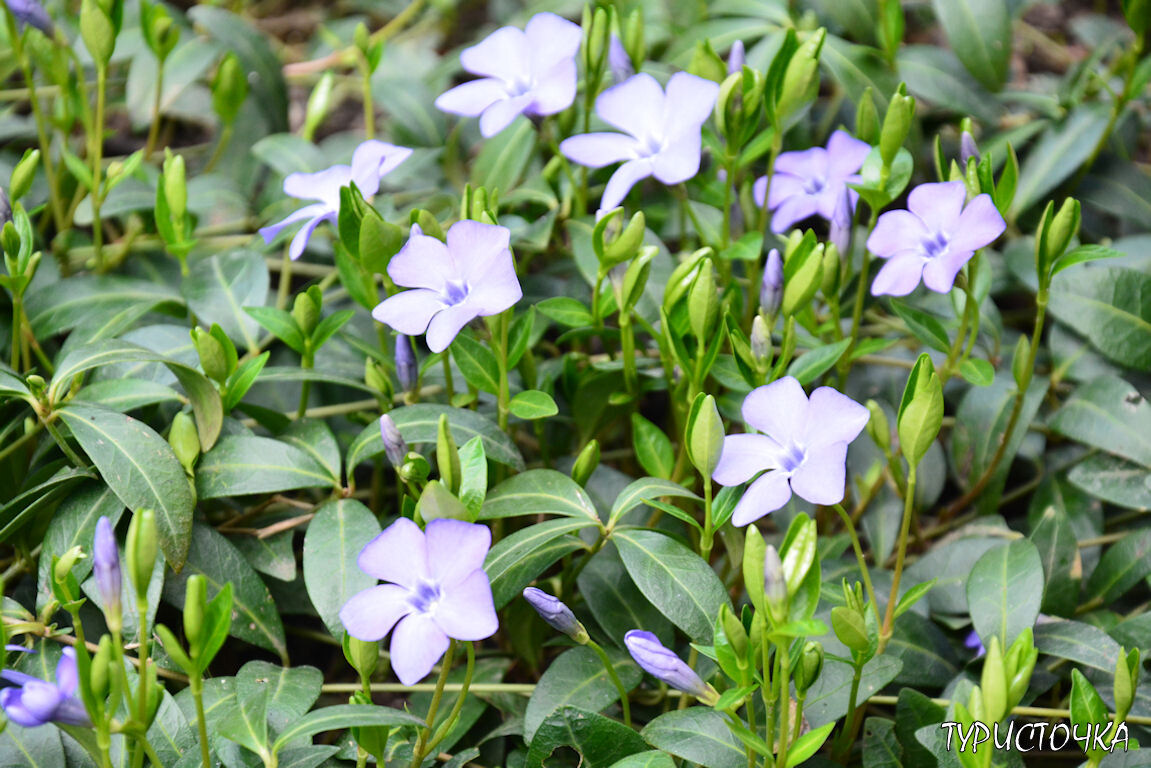 Мой малый барвинок