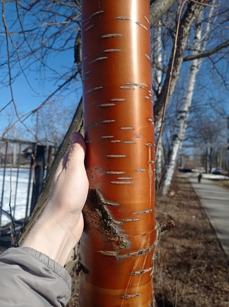 Матушка природа воскресает ✨обнимаем золотой ствол деревца🌿