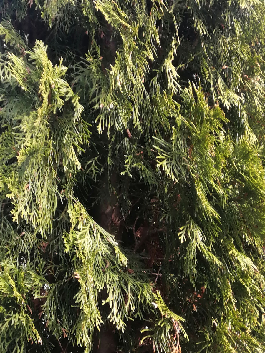 Для заставки фото.