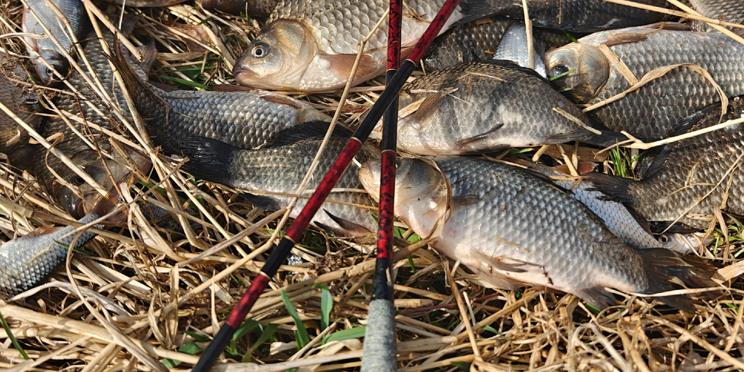 А хотелось крупного карася