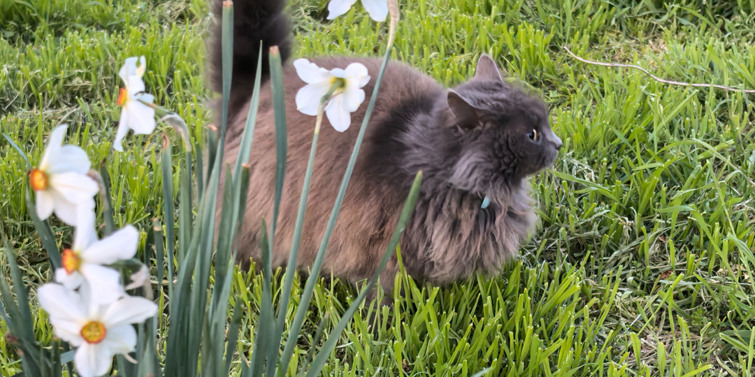 Пора поливать и разводить богомолов
