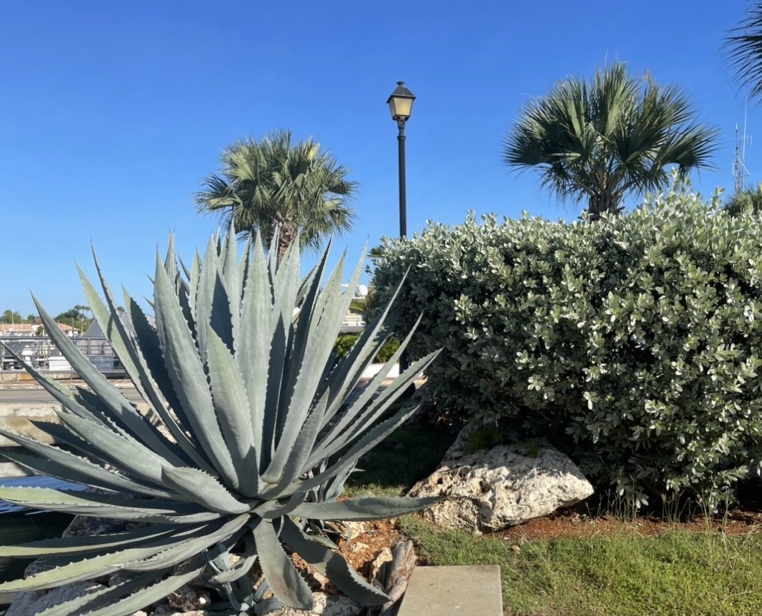 Агава (слева)