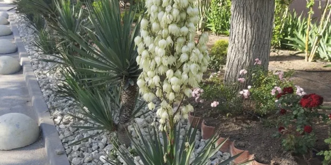 Смогла: приручила экзотическую красавицу и всем ее рекомендую