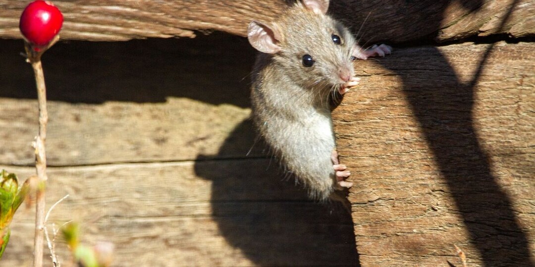 В знаменитой кондитерской Седрика Гроле в Париже заметили мышь