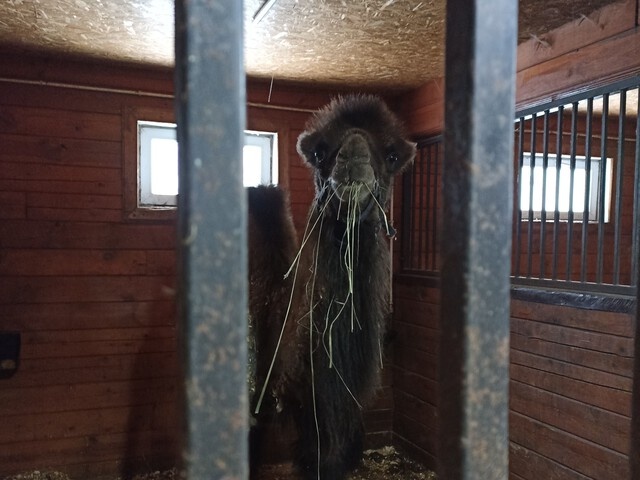 Молоко с бактериями, зоопарки без лицензий: кого наказал Россельхознадзор в Твери