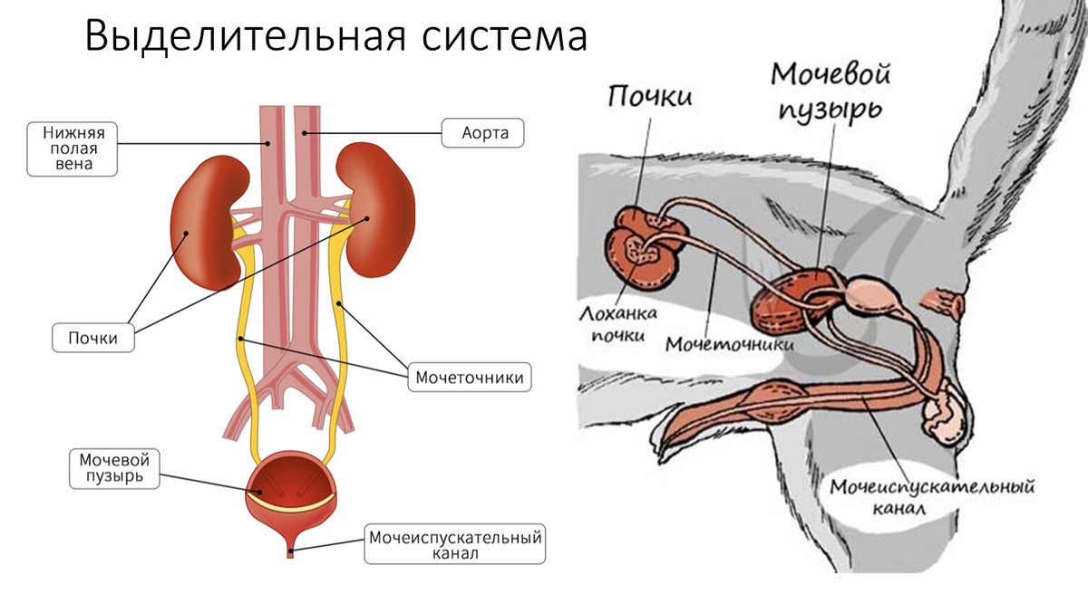 Выделительная система млекопитающих на примере домашней кошки. 