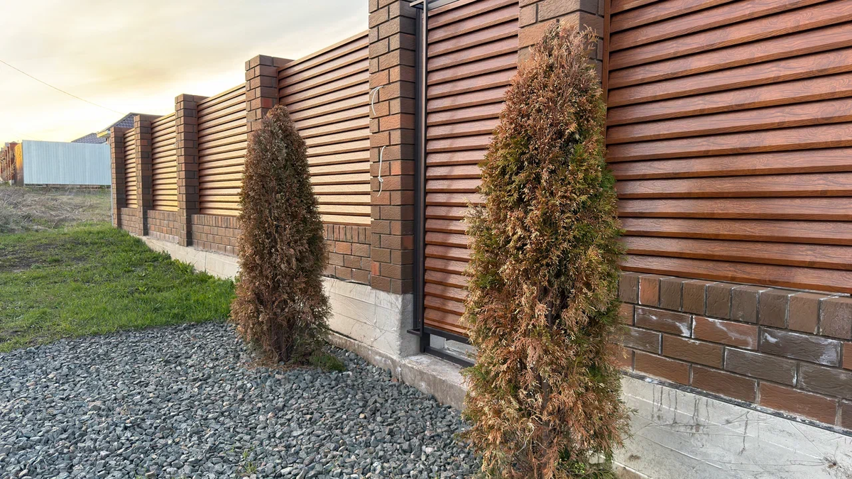 это туи ссоседей