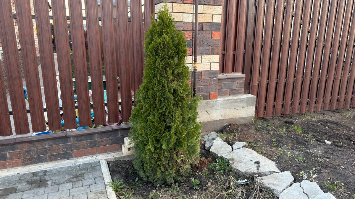 Наша туя выглядит сейчас так