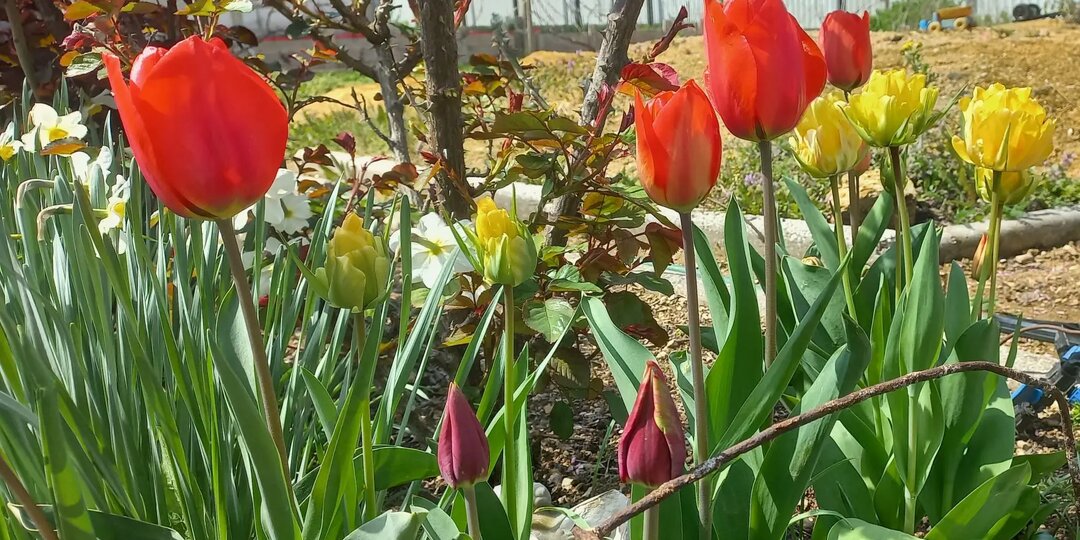 Когда асфальт пускает корни: заметки из крымского села Угловое