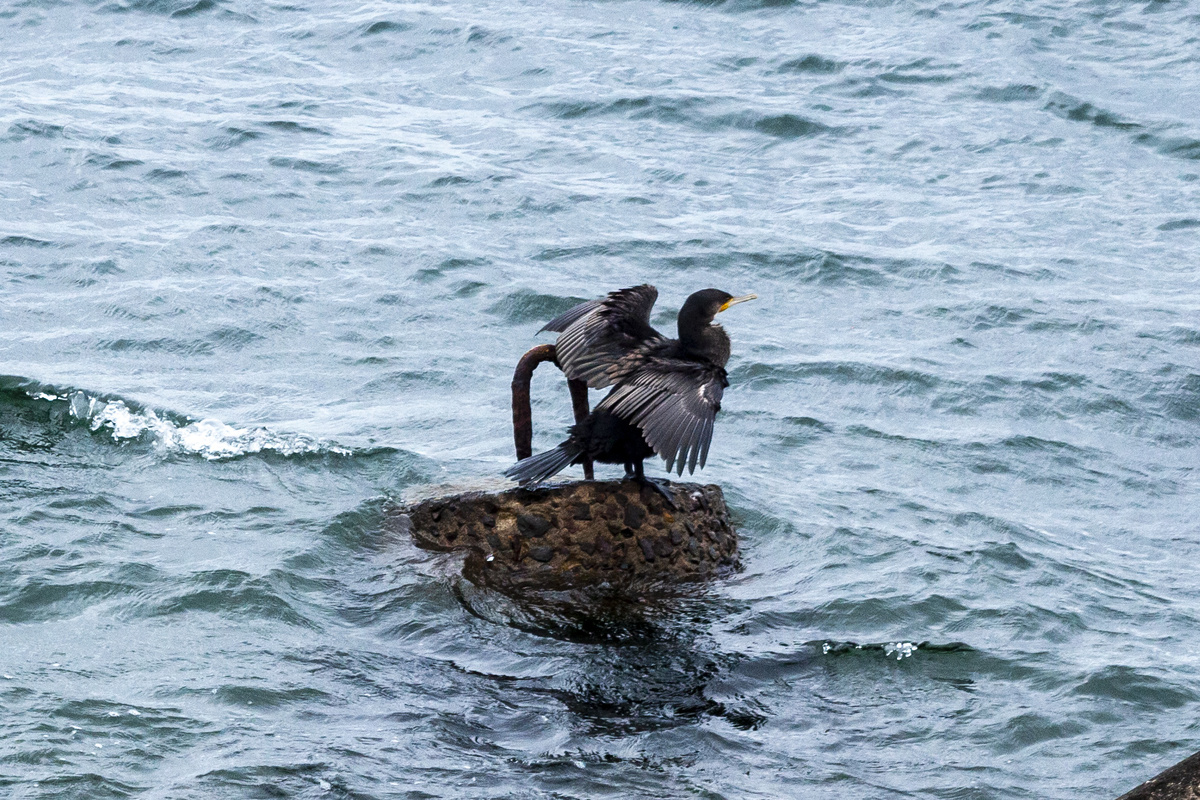 А мне летать охота