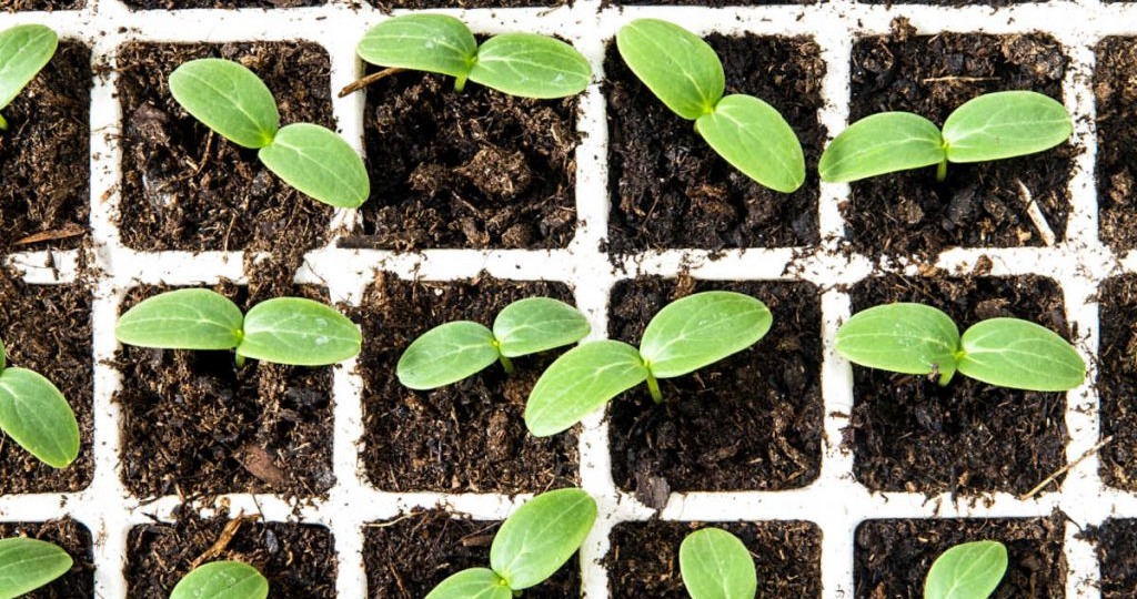 Когда и как сажать огурцы на рассаду и в открытый грунт в 2026 году: советы опытного огородника и самые урожайные сорта