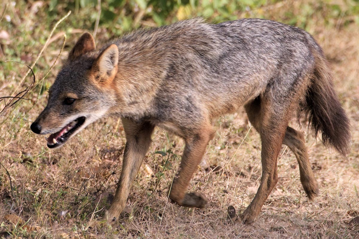 Фото с сайта: https://mavink.com/post/5864F34DAADB307DC2267C20726EFDDBB7AM9BAD05/can-jackals-swim